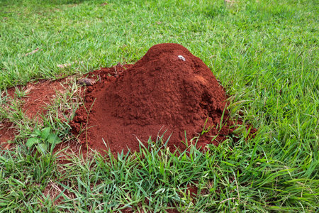 Ant Tacuru mound in Misiones, Argentina. Natural red soil structure on green grass, showcasing rich biodiversity and ecosystem engineer insects.の写真素材