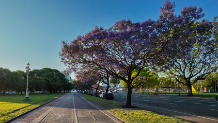 Beautiful sunset on Figueroa Alcorta Avenue, Buenos Aires. Purple jacaranda flowers overlook the bike path, jogging track, and park space.の写真素材