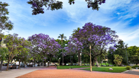 Beautiful jacaranda trees with purple flowers in a public park. Spring and nature in the historic area of Recoleta, Buenos Aires Argentina.の写真素材