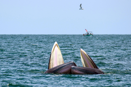 Blueda whaleの写真素材
