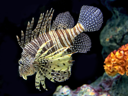 Sea fishの写真素材