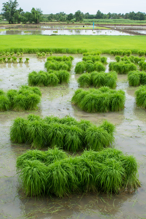 rice farm の写真素材