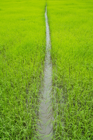 rice farmの写真素材