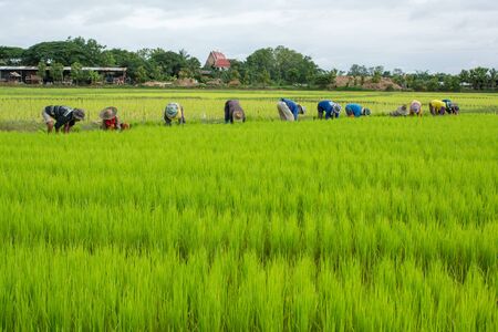 farmers planting seeds of paddyの写真素材