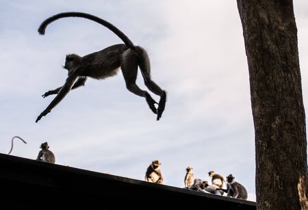monkey jumpの写真素材
