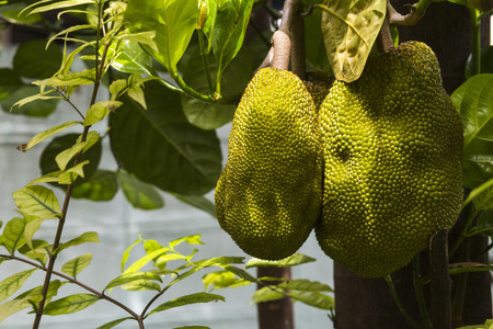 Jackfruit on the treeの写真素材
