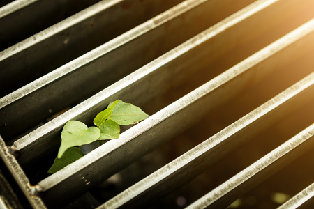 little tree born in water street gutter, meaning to be a fighterの写真素材