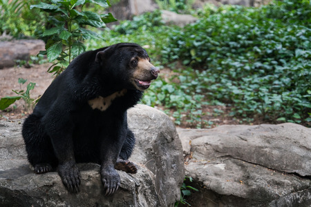 Sun Bear sit on a rock in zooの写真素材