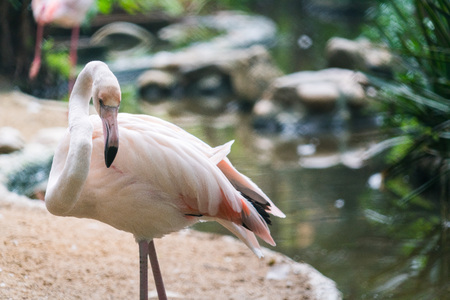 Flamingos stand in zoo cageの写真素材