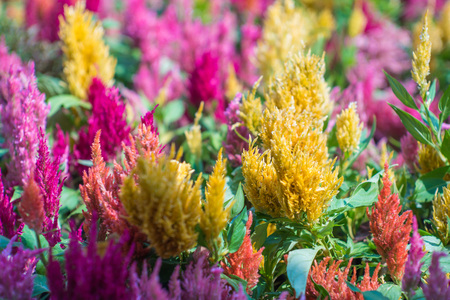 Natural flower background. colorful flowers blooming in garden under sunlightの写真素材