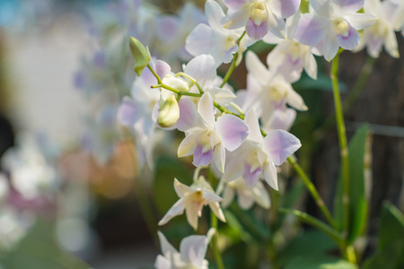 Natural flower background. Orchid blooming in garden under sunlightの写真素材