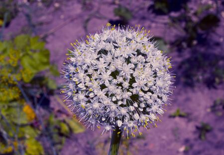 Onion white flower Ð¾n purple background