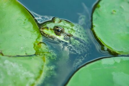 Frog of Water liliesの写真素材