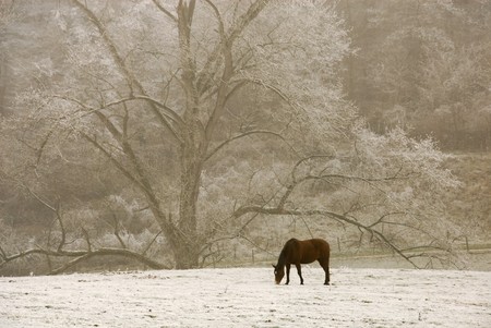 Lonely horse looking for grass in the snow, with beautiful tree in the backgroundの写真素材