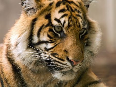 Closeup of younger tiger looking relaxed yet watchful