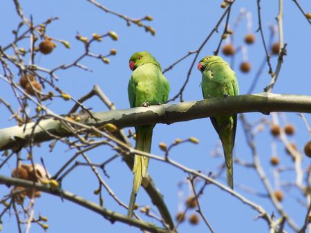 Two green parrots sitting on a branch with blue sky background, one courting the other
