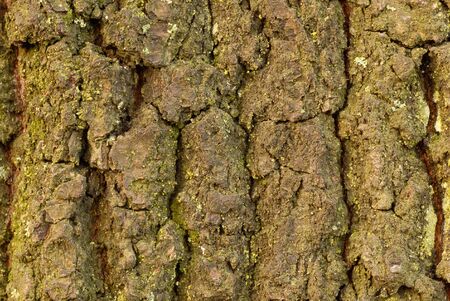 Closeup of a grainy tree bark, useable as background or texture
