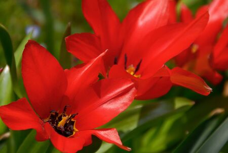 A few red open tulips in a row, shallow depth of fieldの写真素材