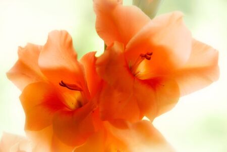 Orange gladiolus flowers with very light blurred backgroundの写真素材