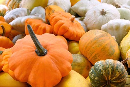 Plenty of different pumpkins, shot at daylight