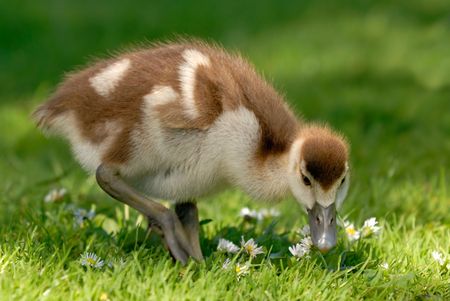 Fluffy young Canada goose enjoying fresh grass and daisiesの写真素材