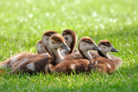 A group of young Canada Geese sitting together on fresh sunlit grassの写真素材