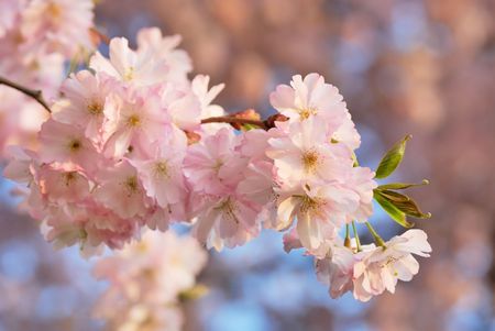 Close-up of cherry blossoms in warm sunlight, with blurred background