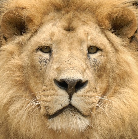 Closeup of a beautiful lion's lofty face looking straight into the cameraの写真素材