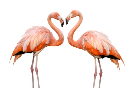 Two beautiful flamingos in loveの写真素材