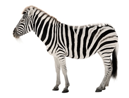High resolution isolated animal portrait of a gorgeous zebra