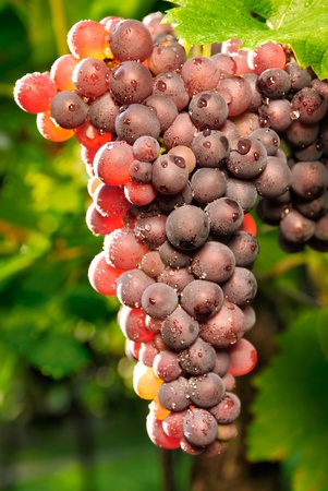Close-up of ripe red grapes with the sunlight shining through themの写真素材