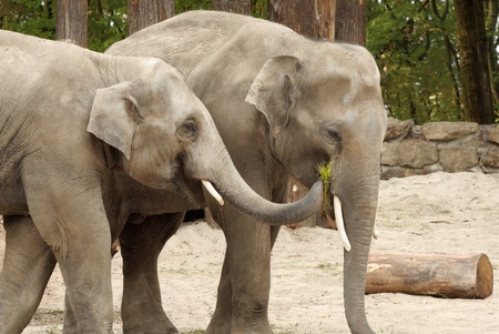 Two Asian elephants sharing some grass with each other in an affectionate way