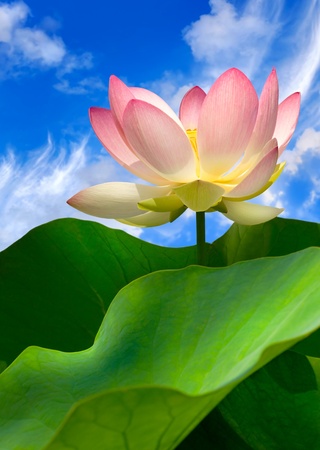 Pink water lily under the beautiful blue sky and fluffy white cloudsの写真素材