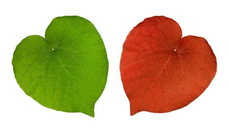 A green and a red leaf, both in a perfect heart-shape on white backgroundの写真素材