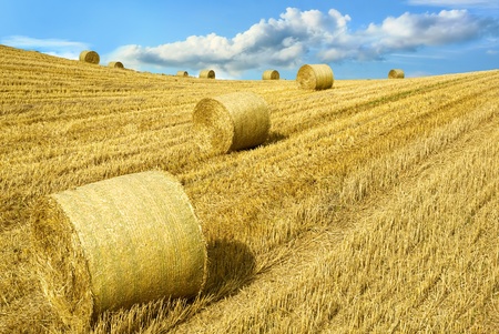 Yellow Harvested farmland with straw bales in warm sunlight