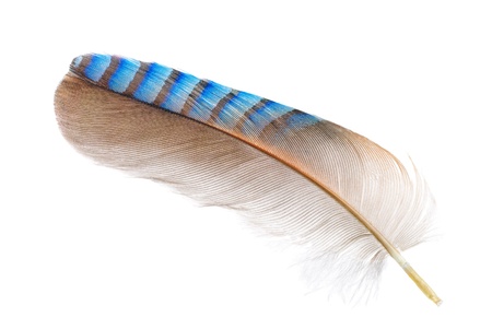 Beautiful blue-brown striped feather of a Eurasian jay fully isolated on whiteの写真素材