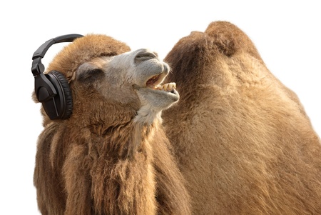Humorous shot of a camel listening to music and singing along passionatelyの写真素材