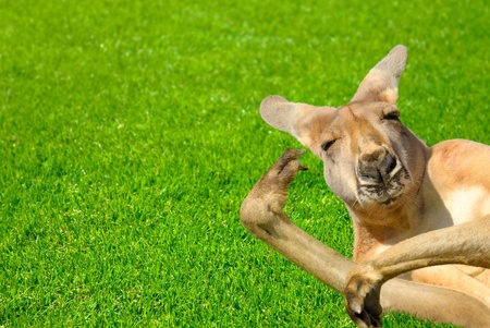 Humor shot of a lazy kangaroo enjoying the sunshine and posing in an amusing way