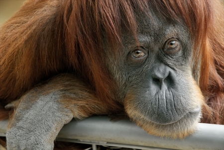Closeup portrait of a beautiful orangutan looking directly into the camera