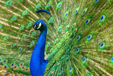 Majestic male Asian peacock proudly shows his colorful plumageの写真素材