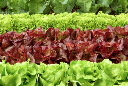 Rows of fresh lettuce plants on a field, ready to be harvestedの写真素材