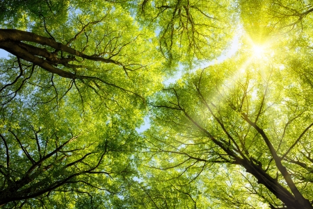 The warm spring sun shining through the canopy of tall beech trees