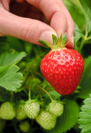 Perfect fresh strawberry being plucked, with green leaves in the background の写真素材