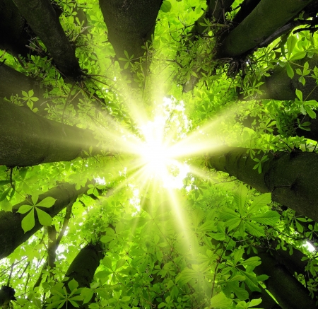 Eye-catching canopy scenery in the forest with the sun beautifully framed by lush treesの写真素材