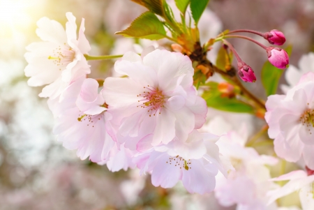 Dreamy spring blossoms closeup of a Japanese cherry tree in a garden, with warm sunlightの写真素材