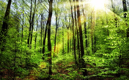 The sun shining warmly through springの写真素材