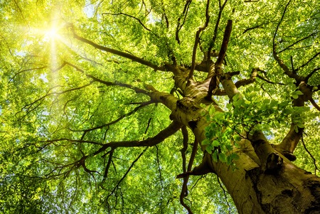 The warm spring sun shining through the treetop of an impressive old beech treeの写真素材