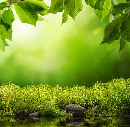 Serene background with grass, leaves, stones and water in the foreground over out of focus trees and sunlightの写真素材