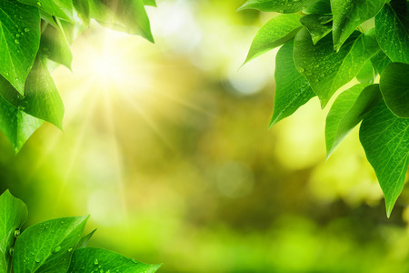 Scenic nature background of fresh lush green leaves with dewdrops, framing the out of focus vegetation with bekeh highlights and the sun, vibrant colorsの写真素材