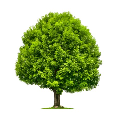 Perfect ash tree with lush green foliage and nice shape isolated on pure white backgroundの写真素材